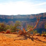 branch on grand canyon